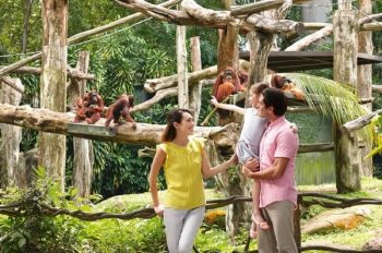 Sheraton-Towers-Wildlife-Experience-Staycation-Packages-Promotion-350x232 28 Nov 2020 Onward: Sheraton Towers Wildlife Experience Staycation Packages Promotion