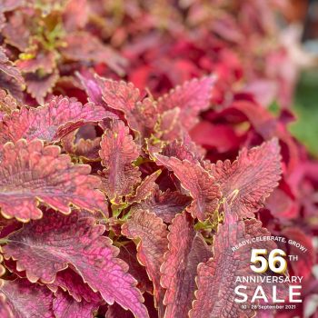 Far-East-Flora-Anniversary-Sale3-350x350 22 Sep 2021 Onward: Far East Flora Anniversary Sale