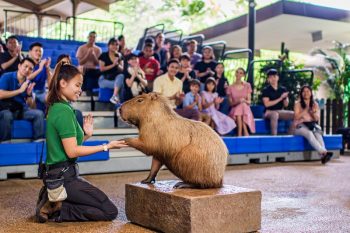 Singapore-Zoo-2D1N-Staycation-Deal-4-350x233 3 Dec 2021 Onward: Singapore Zoo 2D1N Staycation Deal