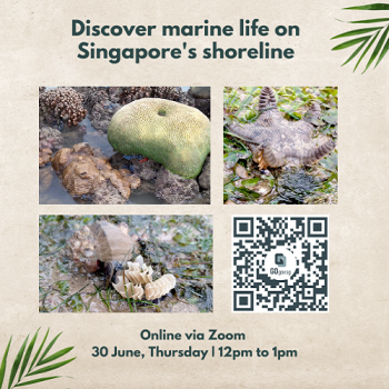 30-June-2022-Discover-Marine-Life-On-Singapores-Shoreline-with-PAssion-350x350 30 June 2022: Discover Marine Life On Singapore’s Shoreline with PAssion