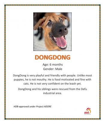 12-Jun-2022-Action-for-Singapore-Dogs-ASD-Second-Chance-at-Life11-350x412 12 Jun 2022: Action for Singapore Dogs (ASD) Second Chance at Life