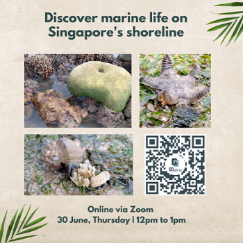 30-Jun-2022-PAssion-Card-Discover-Marine-Life-on-Singapores-Shoreline-350x350 30 Jun 2022: PAssion Card Discover Marine Life on Singapore's Shoreline